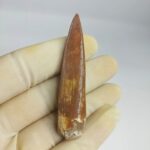 Plesiosaurus fossil Tooth zarafasaura oceanis specimen 2.5" - Image 7