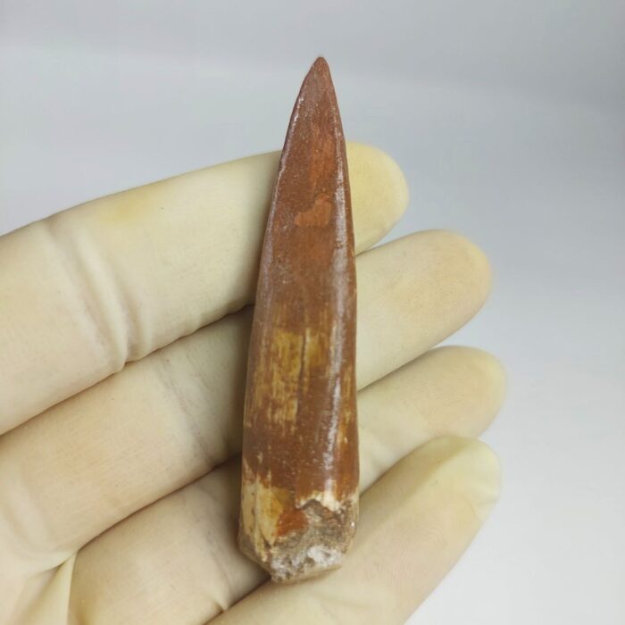 Plesiosaurus fossil Tooth zarafasaura oceanis specimen 2.5" - Image 7