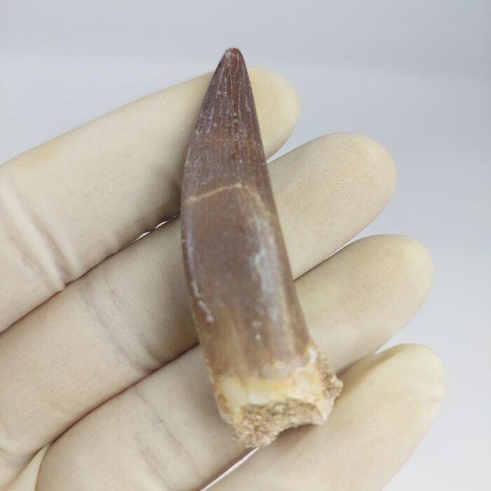 Plesiosaurs Tooth fossil zarafasaura oceanis specimen 2.5" - Image 7