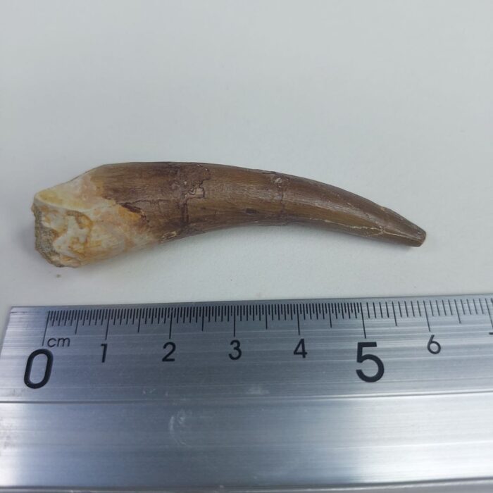 Plesiosaur Tooth Extinct Marine Reptile zarafasaura specimen 2.5" - Image 7