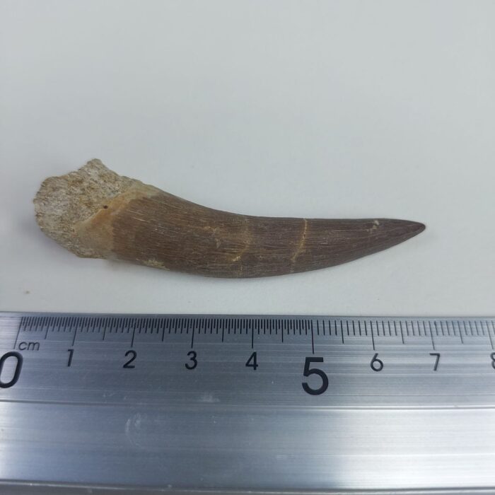 Plesiosaur Tooth Extinct Marine Reptile zarafasaura specimen 2.7" - Image 7