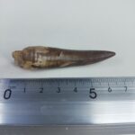 Plesiosaur Tooth Extinct Marine Reptile zarafasaura specimen 2.7" - Image 7
