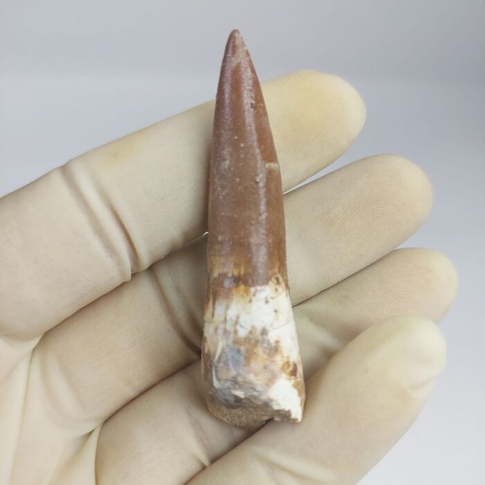 Plesiosaur Tooth Extinct Marine Reptile zarafasaura specimen 2.5" - Image 7