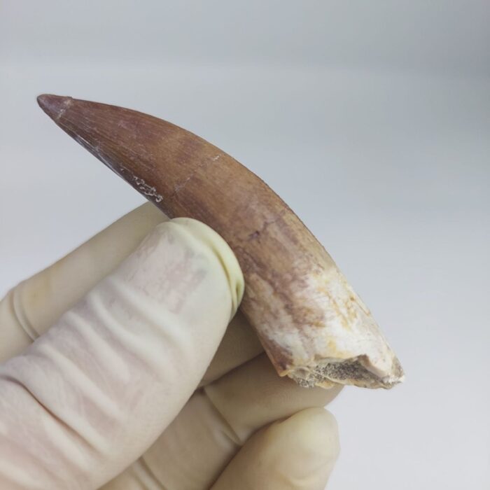 Plesiosaur Tooth Extinct Marine Reptile zarafasaura specimen 2.5" - Image 7