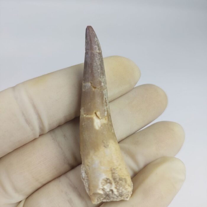 Plesiosaur Tooth Extinct Marine Reptile zarafasaura specimen 2.5" - Image 7
