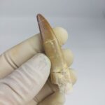 Plesiosaur Tooth Extinct Marine Reptile zarafasaura specimen 2.5" - Image 7