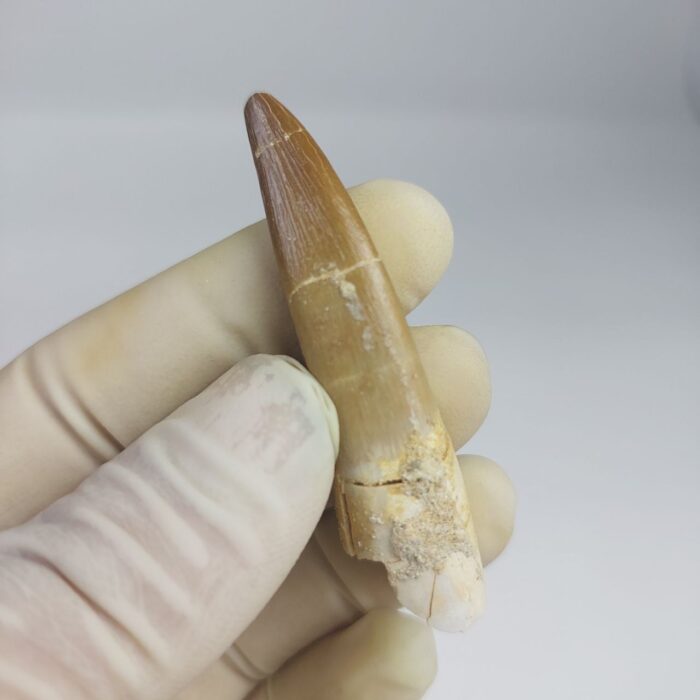 Plesiosaur Tooth Extinct Marine Reptile zarafasaura specimen 2.5" - Image 7
