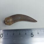 Plesiosaur Tooth Extinct Marine Reptile zarafasaura specimen 2.5" - Image 7