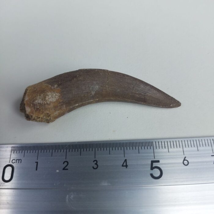 Plesiosaur Tooth Extinct Marine Reptile zarafasaura specimen 2.5" - Image 7