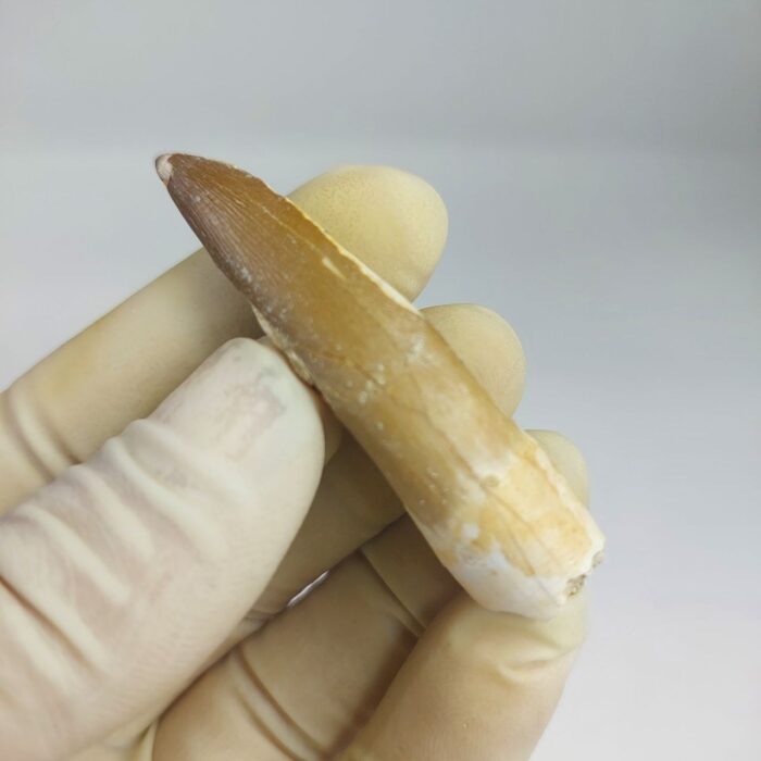 Plesiosaur Tooth Extinct Marine Reptile zarafasaura specimen 2.5" - Image 7