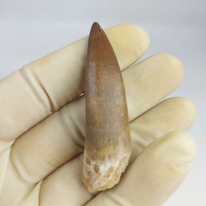 Plesiosaur Tooth Extinct Marine Reptile zarafasaura specimen 2.5" - Image 7
