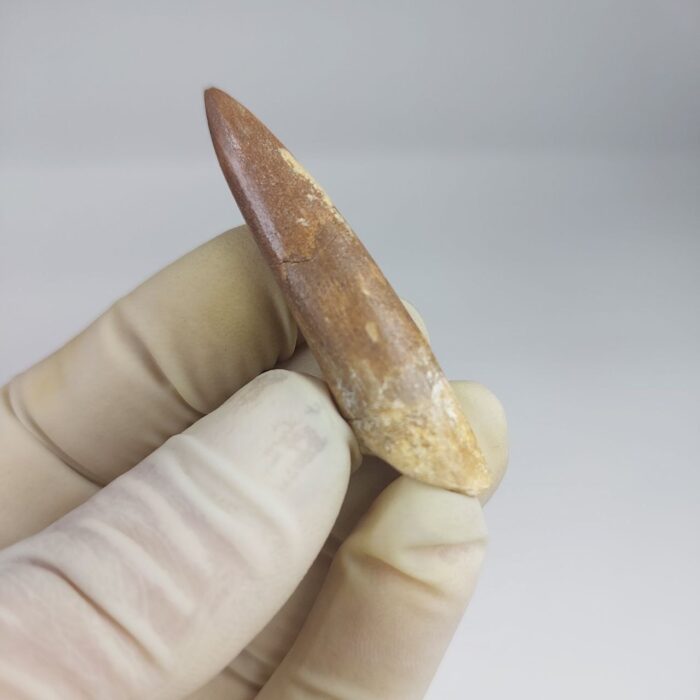Plesiosaur Tooth Extinct Marine Reptile zarafasaura specimen 2.5" - Image 7