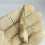 Plesiosaur Tooth Extinct Marine Reptile zarafasaura specimen 2.5" - Image 7