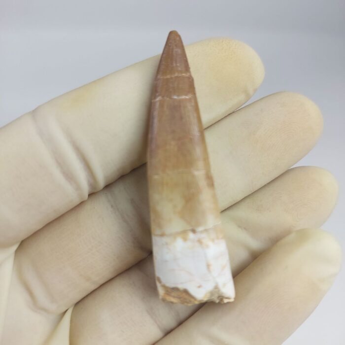 Plesiosaur Tooth Extinct Marine Reptile zarafasaura specimen 2.5" - Image 7