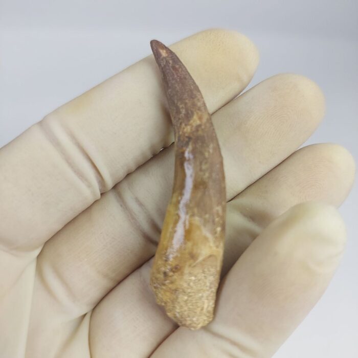 Plesiosaurs Tooth Extinct Marine Reptile zarafasaura specimen 2.5" - Image 7