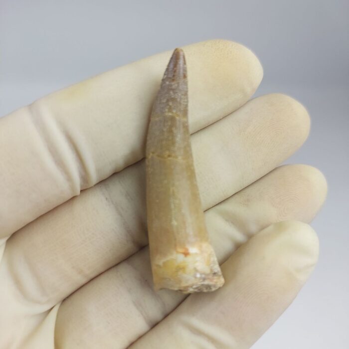 Plesiosaurs Tooth Extinct Marine Reptile zarafasaura specimen 2.3" - Image 7