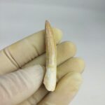 Plesiosaurs Tooth Extinct Marine Reptile zarafasaura specimen 2.3" - Image 7