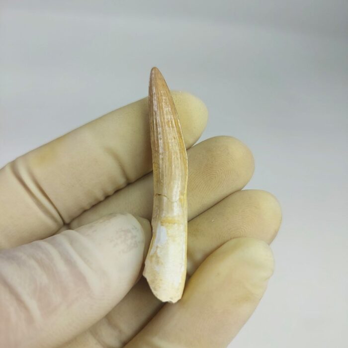 Plesiosaurs Tooth Extinct Marine Reptile zarafasaura specimen 2.3" - Image 7