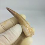Plesiosaur Tooth Authentic fossil zarafasaura oceanis 2.7" - Image 8