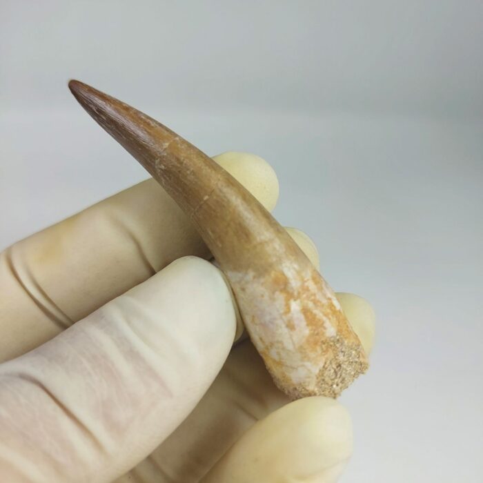Plesiosaur Tooth Authentic fossil zarafasaura oceanis 2.7" - Image 8