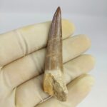 Plesiosaur Tooth Extinct Marine Reptile zarafasaura specimen 2.7"