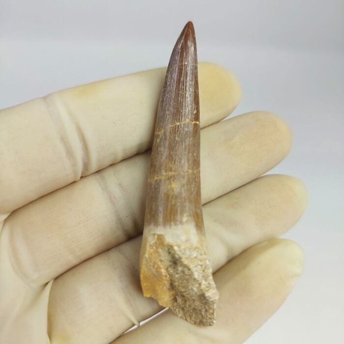 Plesiosaur Tooth Extinct Marine Reptile zarafasaura specimen 2.7" - Image 1