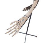 Mosasaur Skeleton 5m Original Fossil 197" Cretaceous Marine Reptile - Image 8