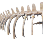 Mosasaur Skeleton 5m Original Fossil 197" Cretaceous Marine Reptile - Image 9