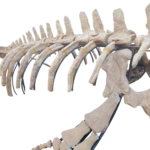 Mosasaur Skeleton 5m Original Fossil 197" Cretaceous Marine Reptile - Image 10