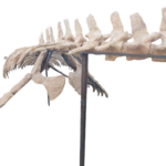 Mosasaur Skeleton 5m Original Fossil 197" Cretaceous Marine Reptile - Image 11