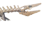 Mosasaur Skeleton 5m Original Fossil 197" Cretaceous Marine Reptile - Image 12