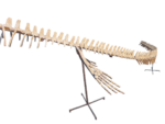Mosasaur Skeleton 5m Original Fossil 197" Cretaceous Marine Reptile - Image 13