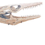 Mosasaur Skeleton 5m Original Fossil 197" Cretaceous Marine Reptile - Image 14