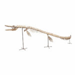 Mosasaur Skeleton 5m Original Fossil 197" Cretaceous Marine Reptile - Image 3