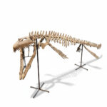 Mosasaur Skeleton 5m Original Fossil 197" Cretaceous Marine Reptile