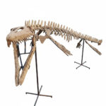 Mosasaur Skeleton 5m Original Fossil 197" Cretaceous Marine Reptile - Image 5