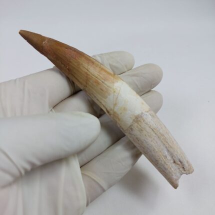 Large Spinosaurus Fossil Tooth Dinosaur Morocco 4.3IN