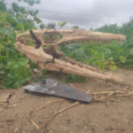 Authentic Halisaurus skull fossil Mosasaurus - 12.6" - Dinosaur Cretaceous age