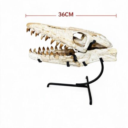 Authentic 36 cm Mosasaur Skull Fossil from Morocco – Late Cretaceous Marine Reptile Specimen with Fossil Teeth and Detailed Bone Structure.