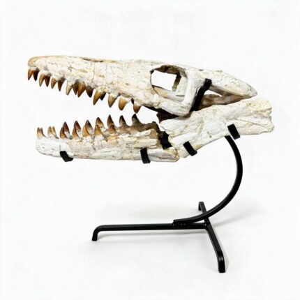 Authentic 36 cm Mosasaur Skull Fossil from Morocco – Late Cretaceous Marine Reptile Specimen with Fossil Teeth and Detailed Bone Structure.