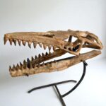 Authentic Mosasaurus Skull Fossil – 40 cm Cretaceous Marine Reptile