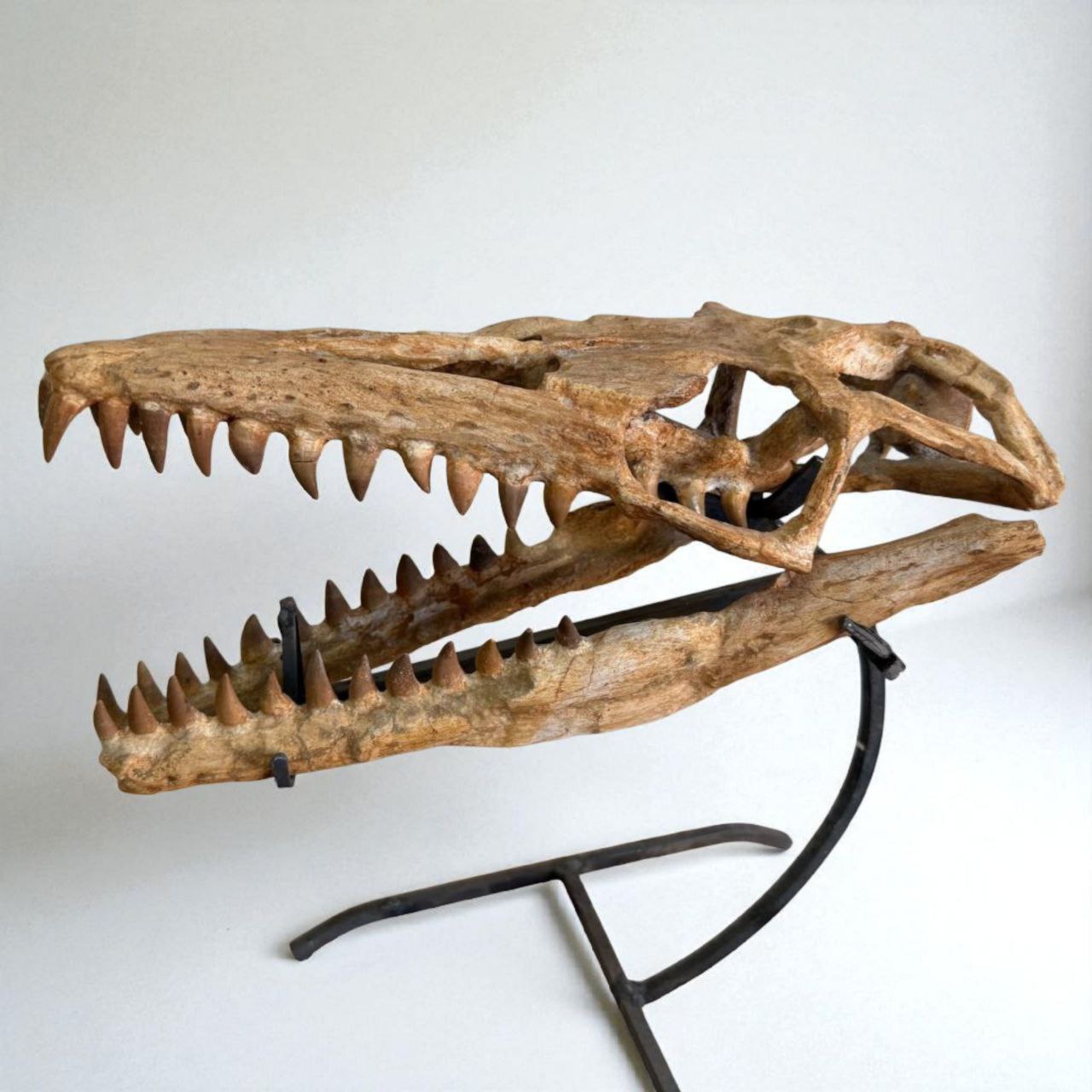 mosasaur-fossil-dinosaur-skull-fossilpaleo (1) Authentic Mosasaurus Skull Fossil – 40 cm Cretaceous Marine Reptile - Image 1
