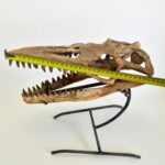 Authentic Mosasaurus Skull Fossil – 40 cm Cretaceous Marine Reptile - Image 4