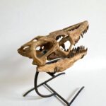 Authentic Mosasaurus Skull Fossil – 40 cm Cretaceous Marine Reptile - Image 5