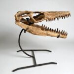 Authentic Mosasaurus Skull Fossil – 40 cm Cretaceous Marine Reptile - Image 6