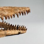 Authentic Mosasaurus Skull Fossil – 40 cm Cretaceous Marine Reptile - Image 7