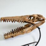 Authentic Mosasaurus Skull Fossil – 40 cm Cretaceous Marine Reptile - Image 8
