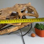 Authentic Mosasaurus Skull Fossil – 40 cm Cretaceous Marine Reptile - Image 9
