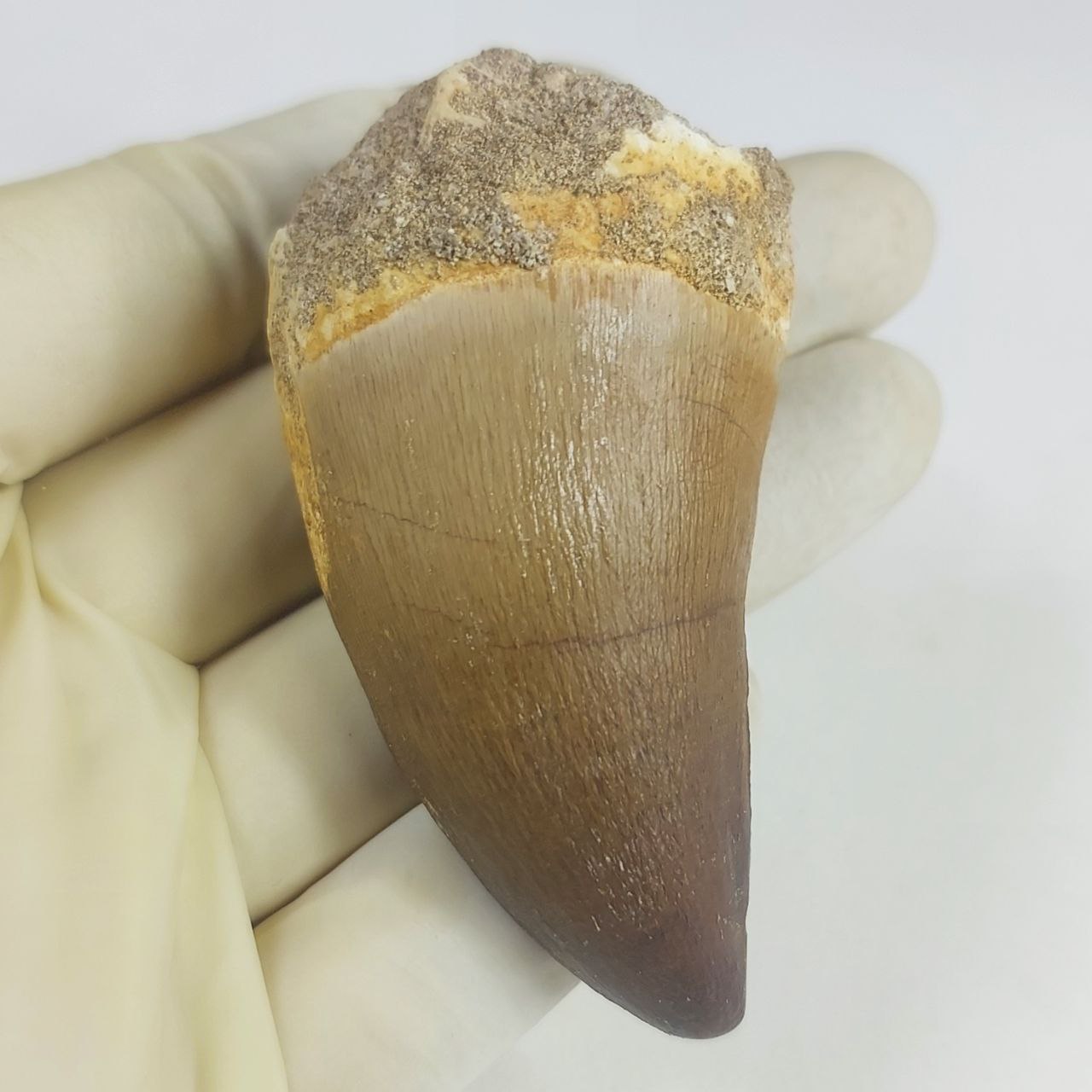 2 4 Rare Mosasaurus Tooth Authentic Prognathodon Fossil Copy 