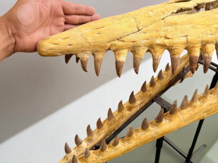 Tylosaurus Fossil skull - Hainosaurus boubker - 120 cm - Image 2